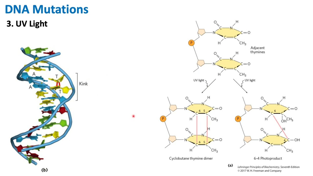 DNA Mutations | Biochemistry