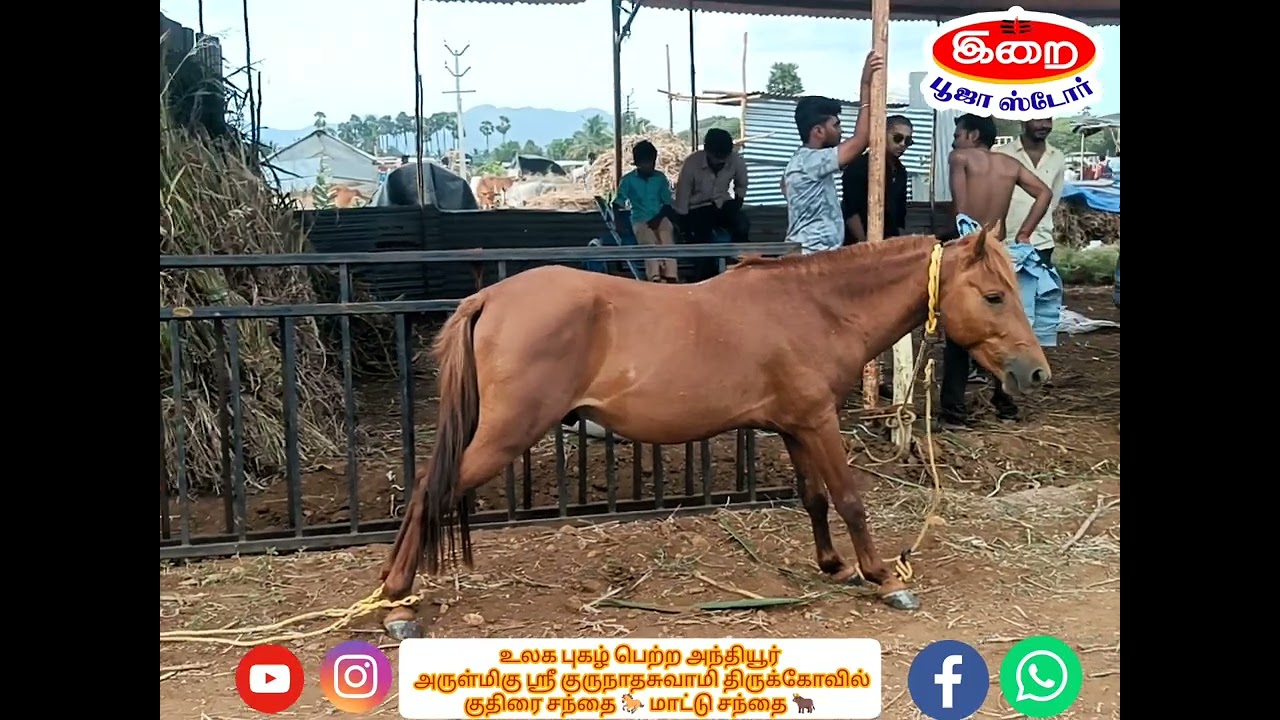 அந்தியூர் ஸ்ரீ குருநாதசுவாமி திருக்கோவில்  உலகபுகழ் பெற்ற மாட்டு சந்தை🐂குதிரை சந்தை🐎வீடியோ பகுதி 2️⃣