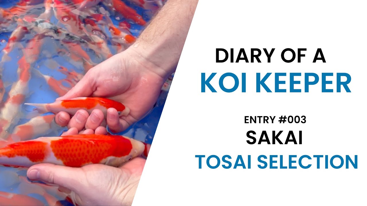 Diary Of A Koi Keeper | Entry #003 | Sakai Tosai Selection