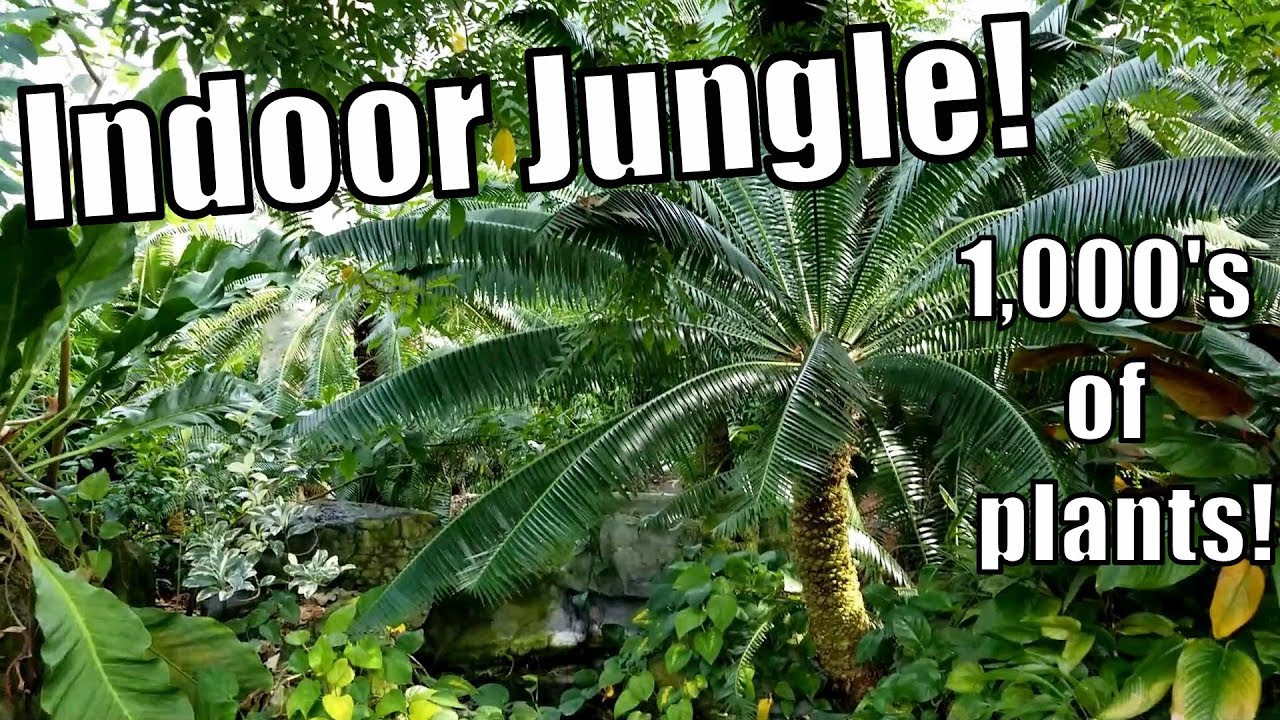 Indoor Jungle Garden Tour + Orchid & Plant Haul