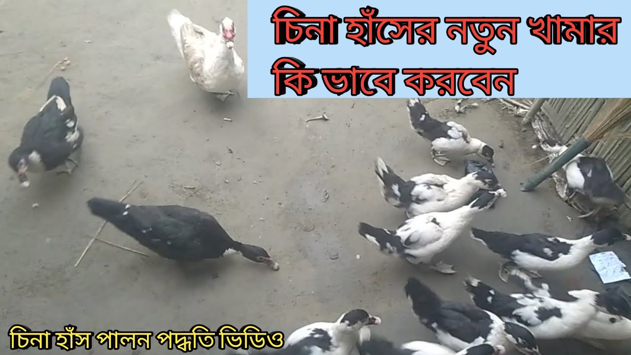 চিনা হাঁসের নতুন খামার কি ভাবে করবেন Assam Farm