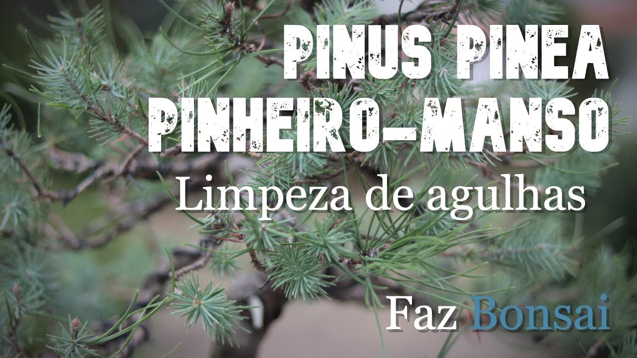 Pinus Pinea (Pinheiro Manso) - Limpeza de agulhas
