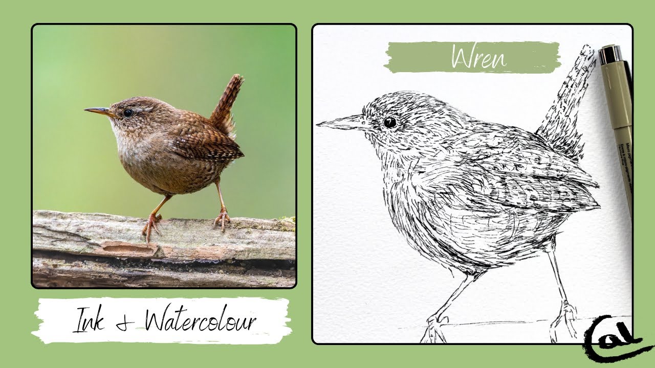 How to sketch a Wren in Ink and add a dash of Watercolour Paint. Cute songbird, easy drawing lesson.
