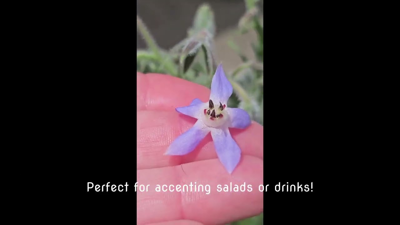 Why grow Borage?