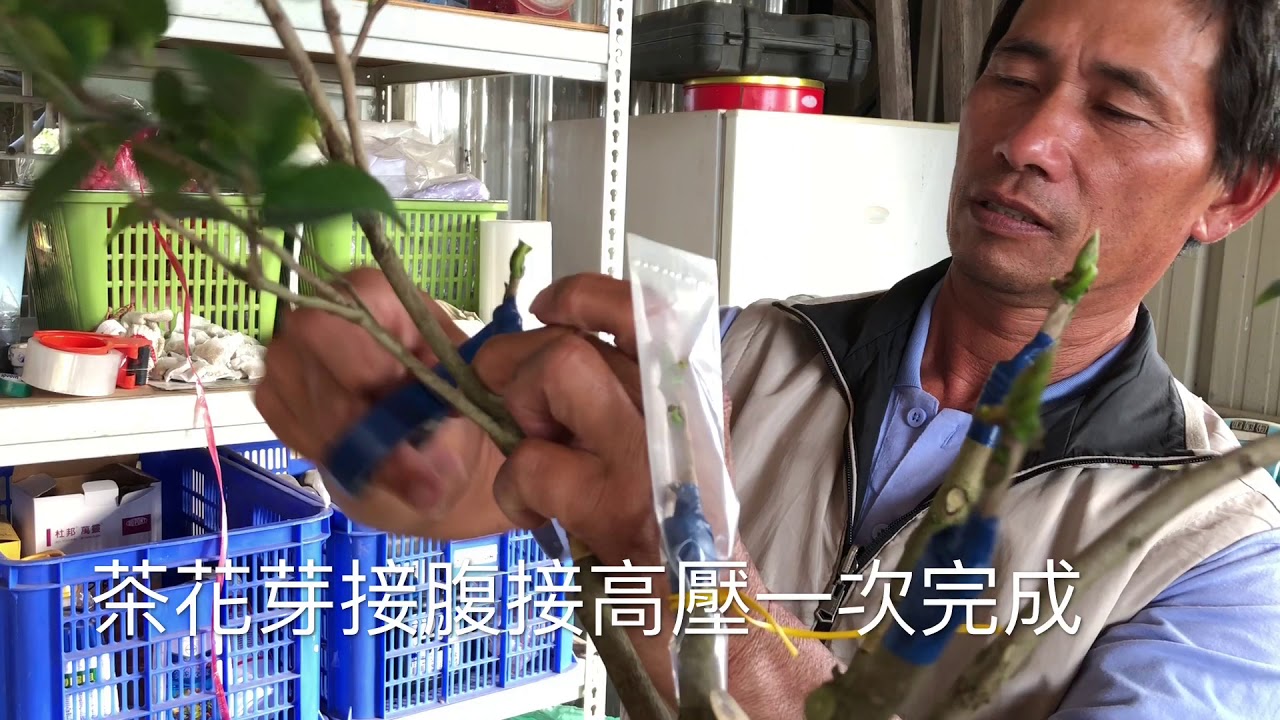 茶花芽接腹接高壓一次完成｜工具可搜尋「翊鼎農場」網站購買，下方說明也有網站連結