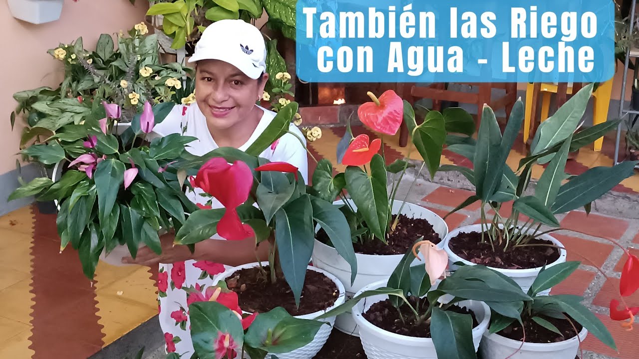 Trasplante y Nuevas Macetas para mis Anturios 🥰🍀😍
