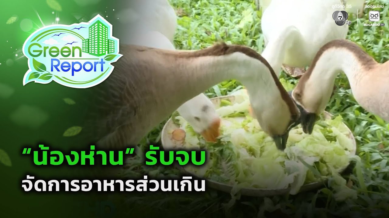 “น้องห่าน” รับจบจัดการอาหารส่วนเกิน | Green Report