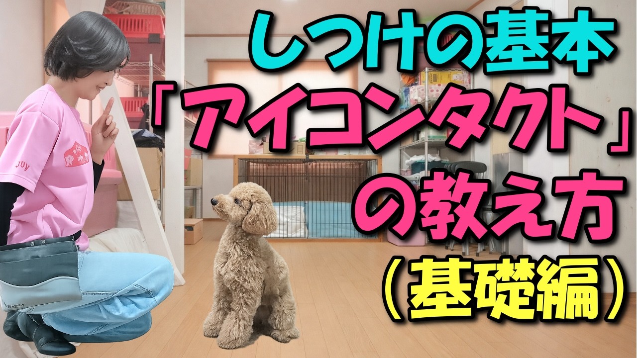 【犬のしつけの土台】アイコンタクトの教え方3STEP｜言うことを聞く犬に変わる！