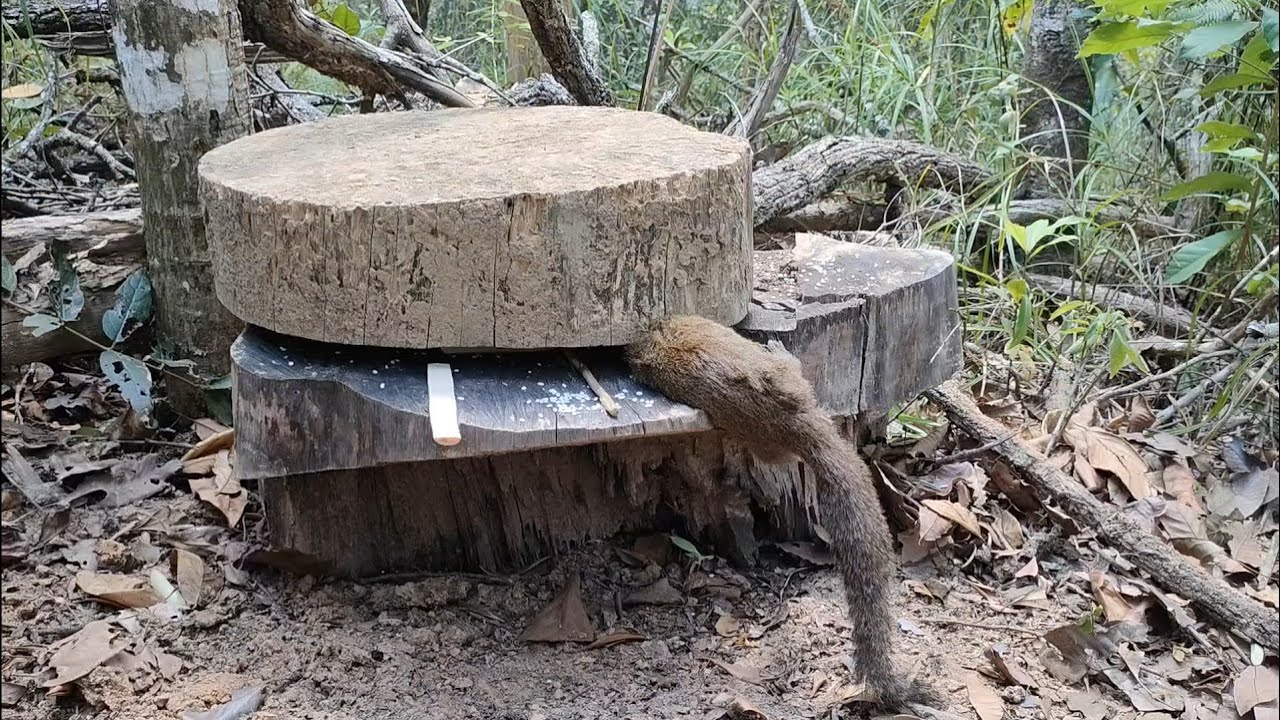 Wild Trap: Amazing Trap to catch rat