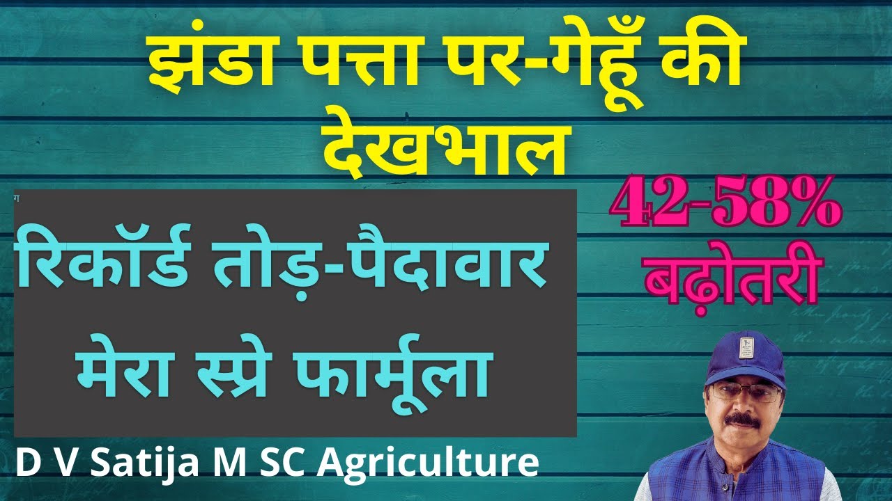 Wheat flag leaf-One spray-Record production | गेहूँ में झंडा पत्ता पर एक स्प्रे से मालामाल |
