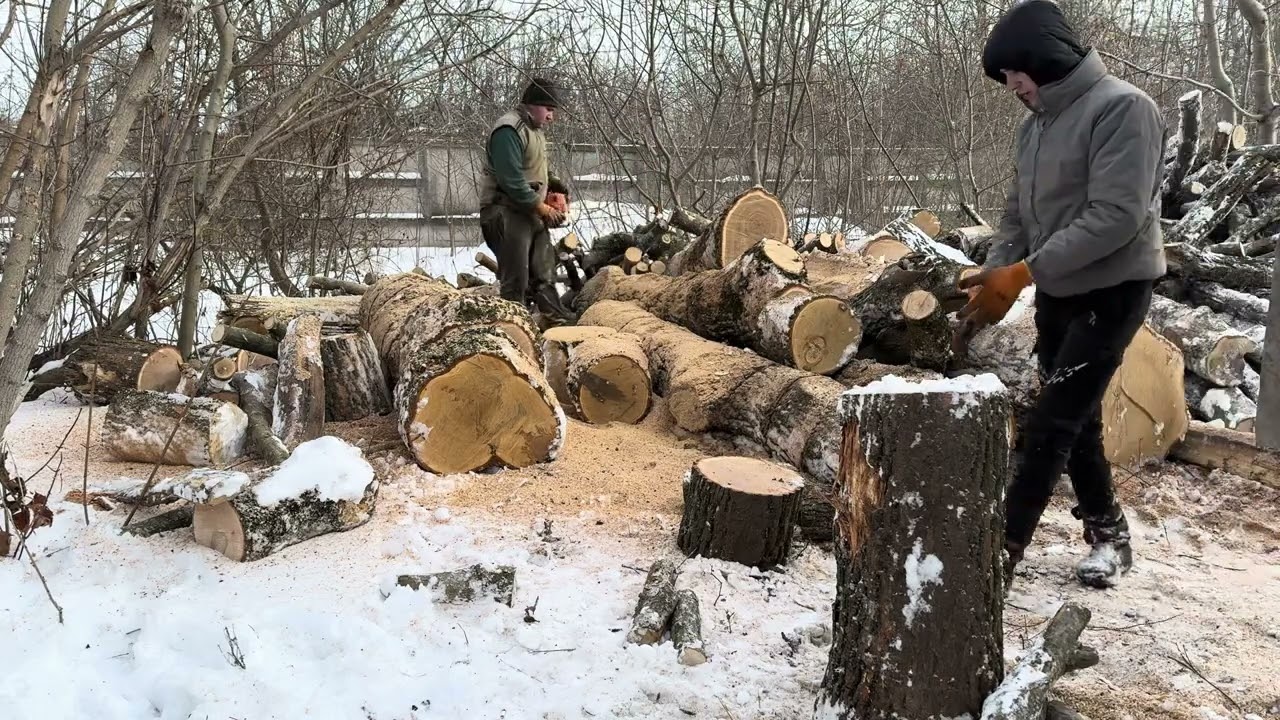 A Day with a Dangerous Chainsaw Crew