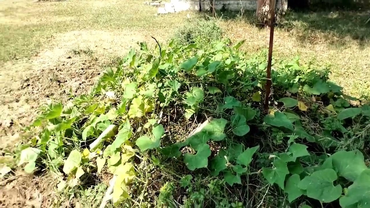 #Shreejinagar#myvillage