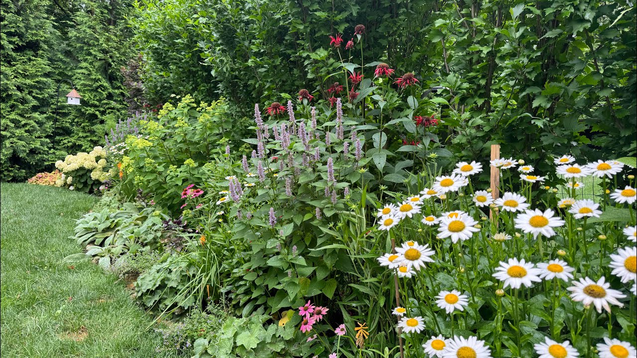 Early July Garden Tour!  A HOT and HUMID Summer Garden!🌸