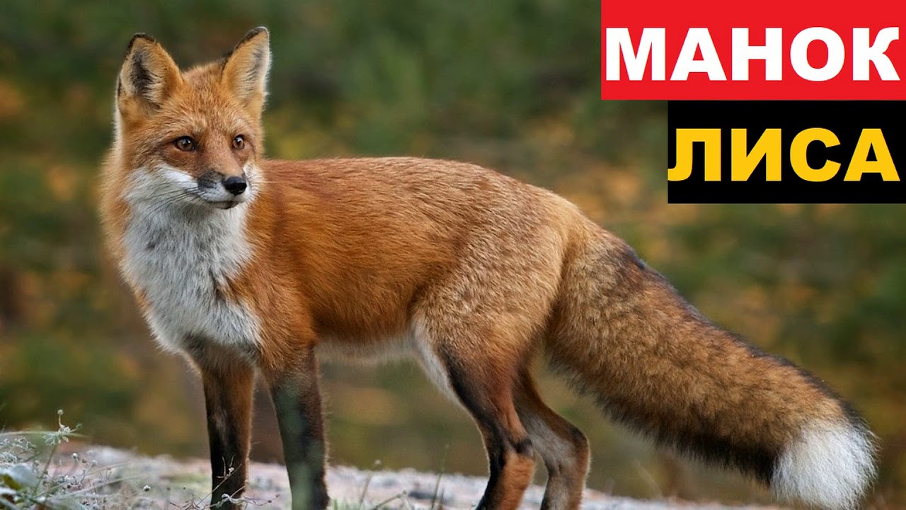 🔊ЗВУК (ГОЛОС) ЛИСА, ЗАЯЦ РАНЕНЫЙ