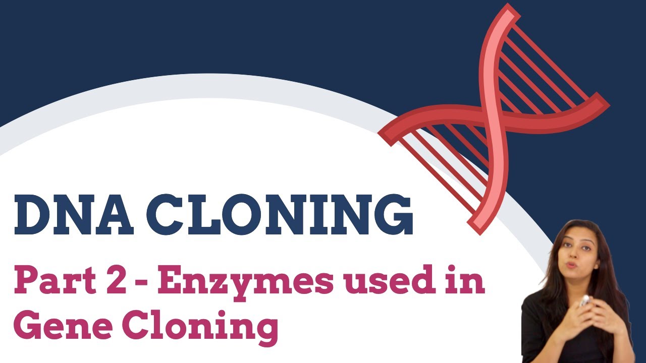 DNA Cloning | Part 2 - Enzymes used in Gene Cloning