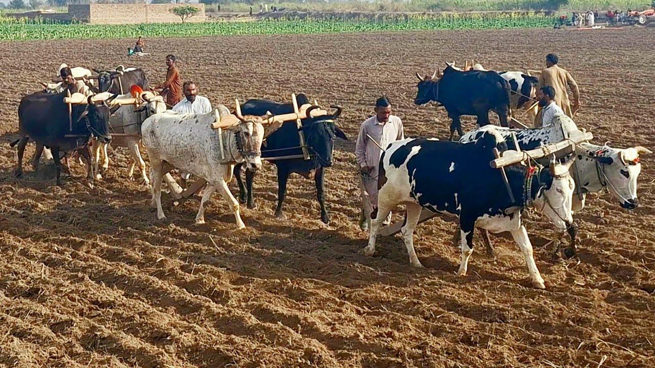 Bull powered ploughing | Pairs of bulls ploughing the field | punjabi kath | Traditional punjab