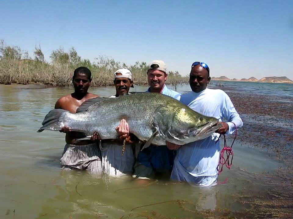 Monster Nile perch Fishing, Lake Nasser Egypt 82 kg.  Part 2