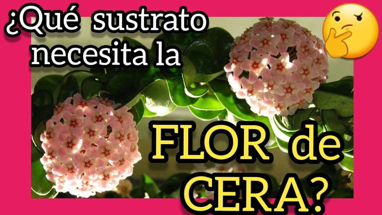 🔥🔥🔥 Sustrato IDEAL para hoya carnosa ❤️ Que tipo de SUELO necesita la planta flor de cera porcelana