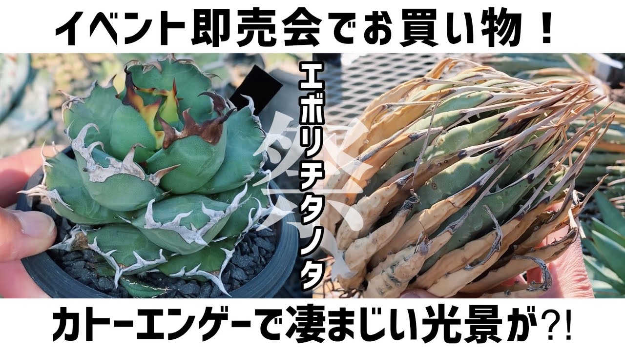 カトーエンゲーの即売会に参戦してきた‼︎