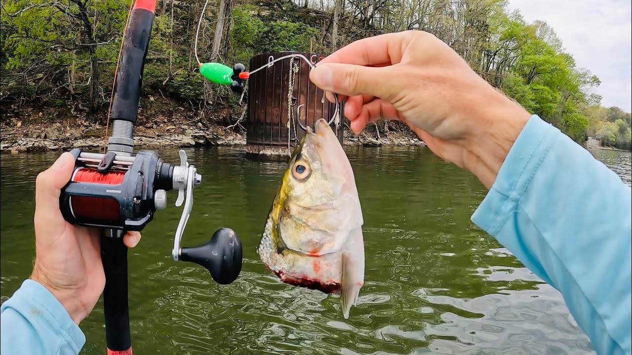 I Spent 2 Days Catfishing in Alabama and This is What I Caught