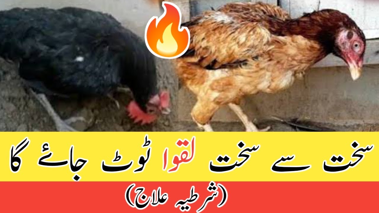 Murgi Ko Lakwa Ho Jaye To Kya Karen | Murgi Ko Lakwa Hone Se Bacho, Yeh Hoga!