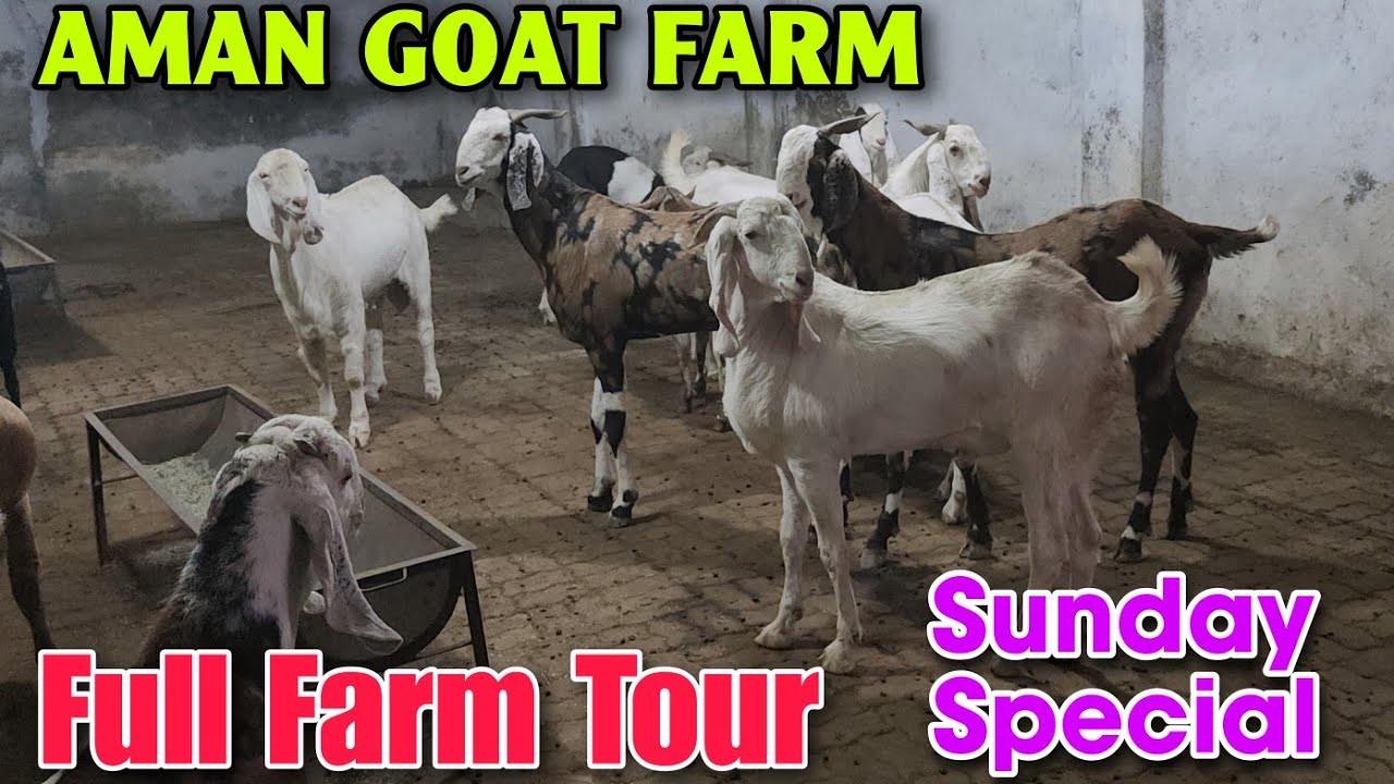 Full Farm Tour At AMAN GOAT FARM | 2026 Andul Khassi Bakre In Padgha 