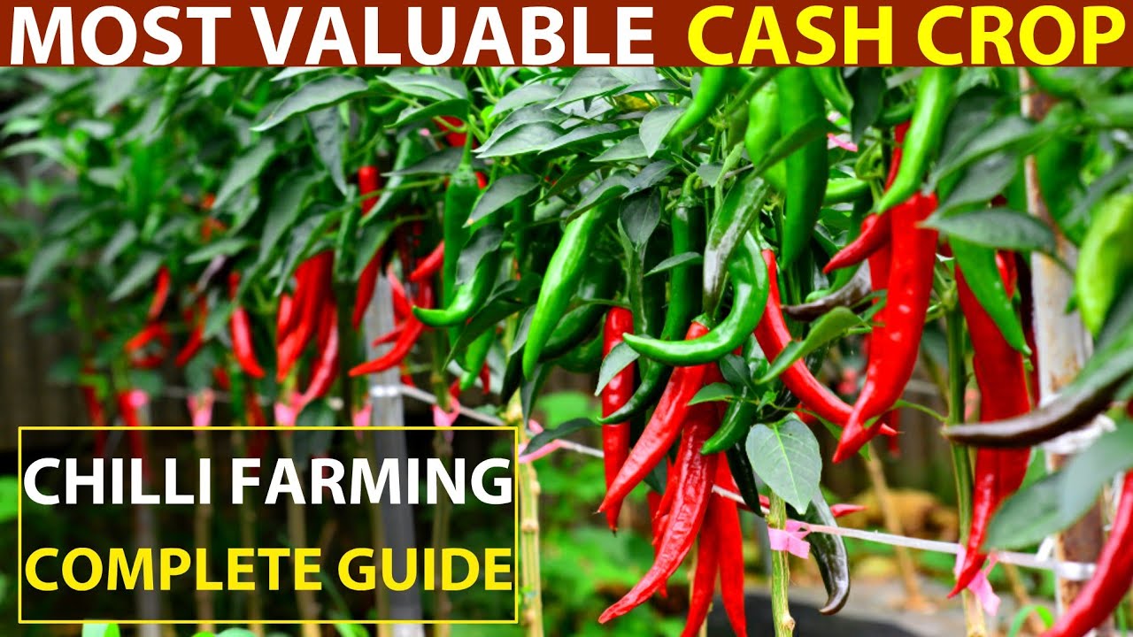 Chilli Farming/Chilli Cultivation | Chilli Planting Method - Most Valuable Cash Crop (Hot Pepper)