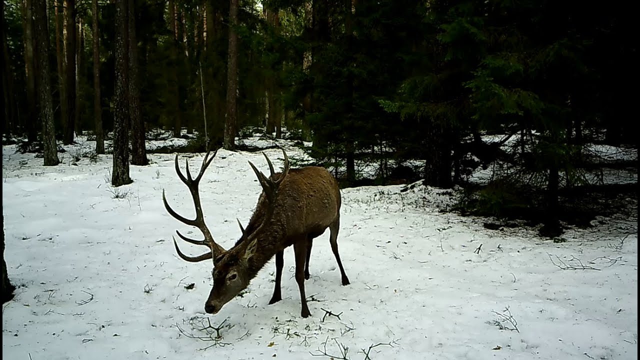 Zrzuty 2024r Piękny uperlony 14-stak 5.50kg. Ja mu jemiołe on mi Swoją parunie :)