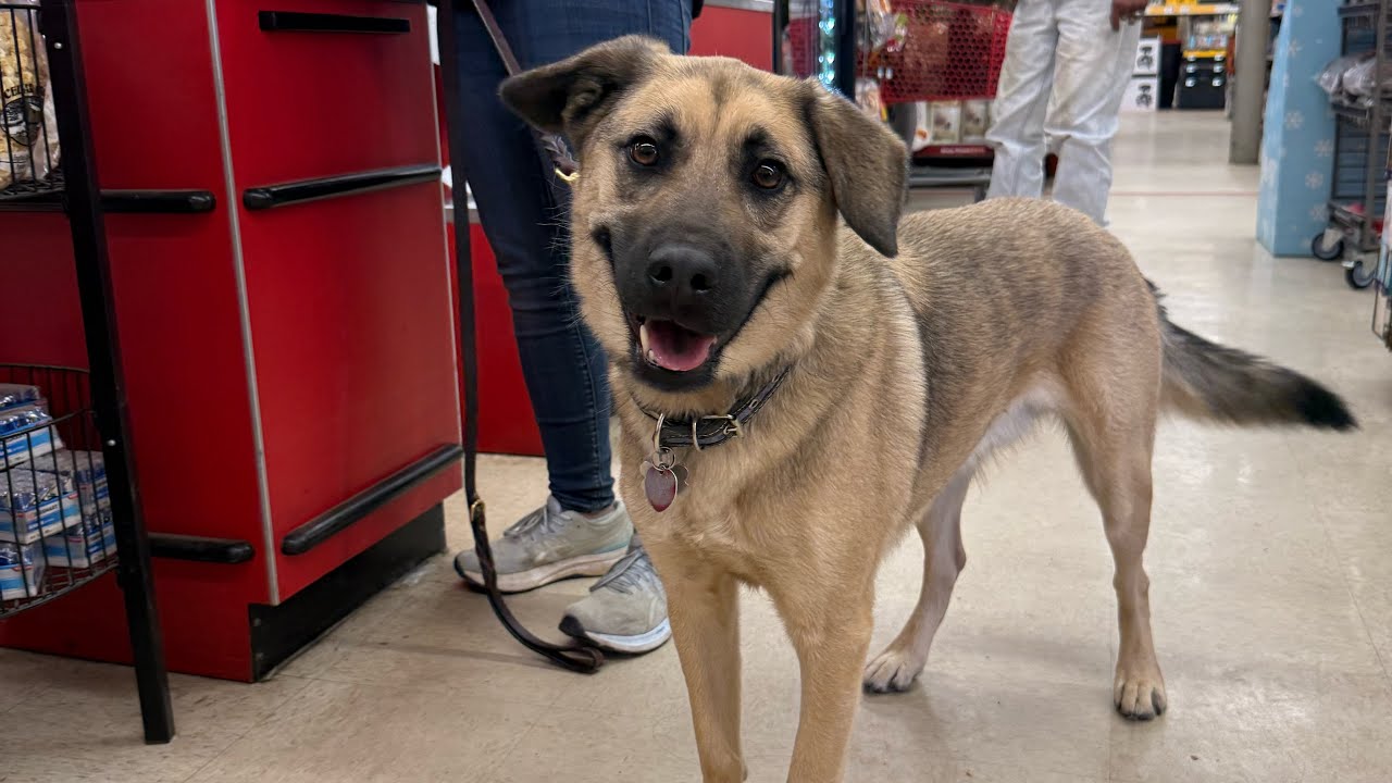 Brody - Rescue dog training 