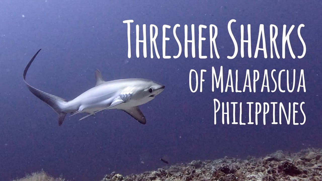 RARE 🦈 Thresher Sharks of Malapascua, Philippines (Monad Shoal) - 4K
