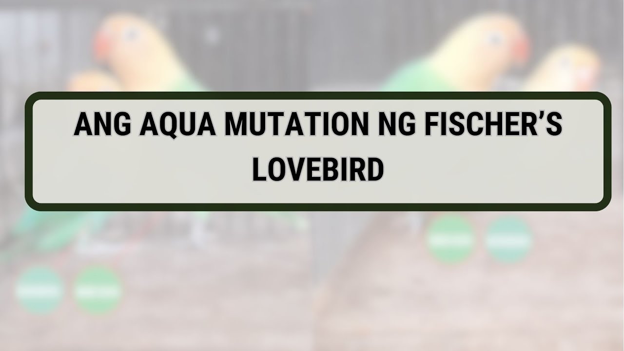 Ang AQUA mutation at Ano ba ang Mode of Inheritance nito? Maari bang masplit sa Green?