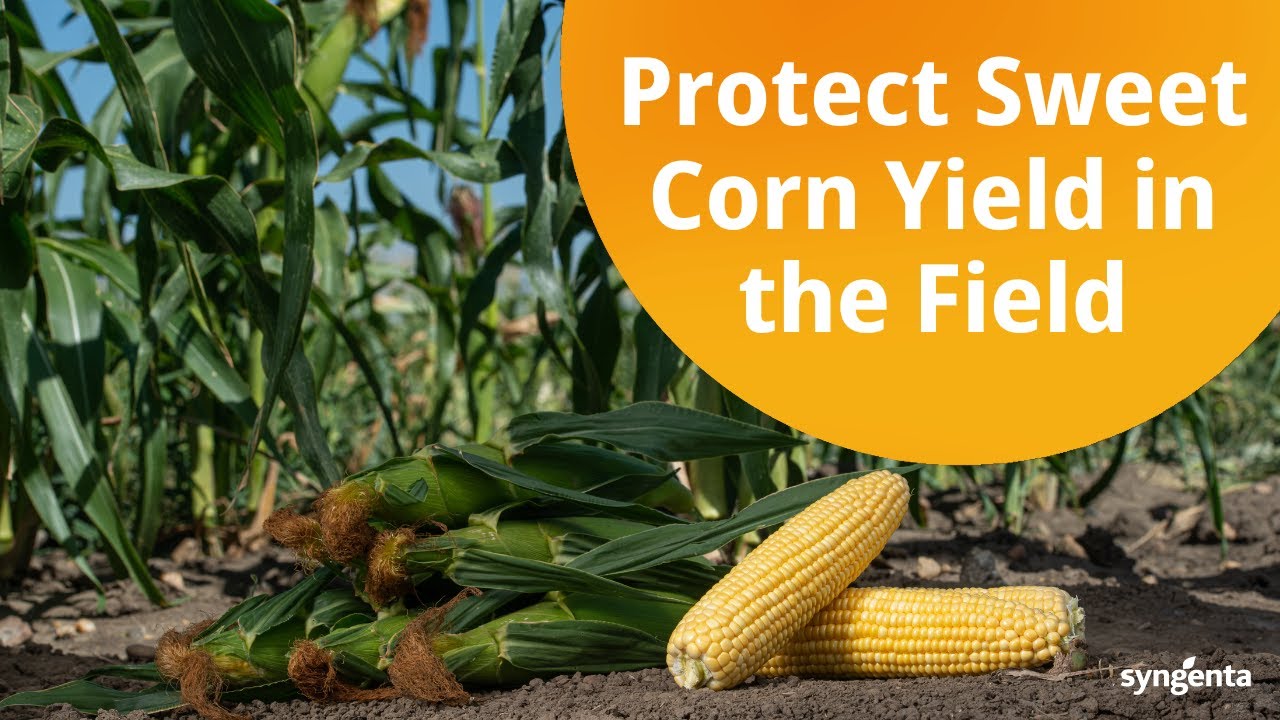 Protect Sweet Corn Yield From the Field to the Grocery Store