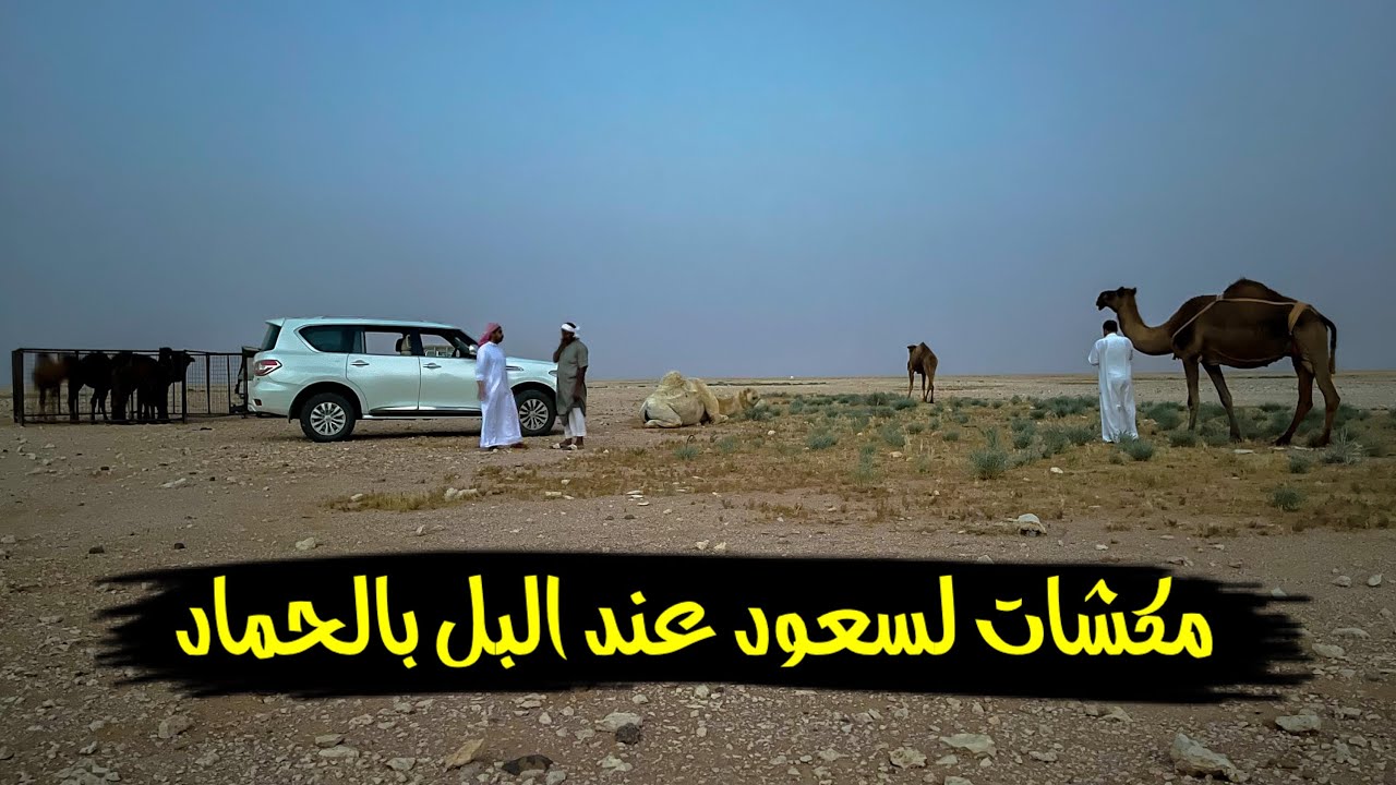 سلسلة الصحراء_بالحماد عند سعود