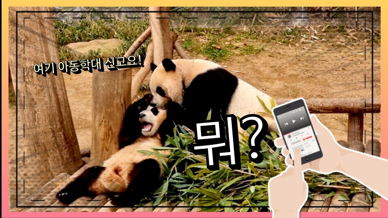 워터우를 슬쩍한 푸바오, 아이바오 반응은?