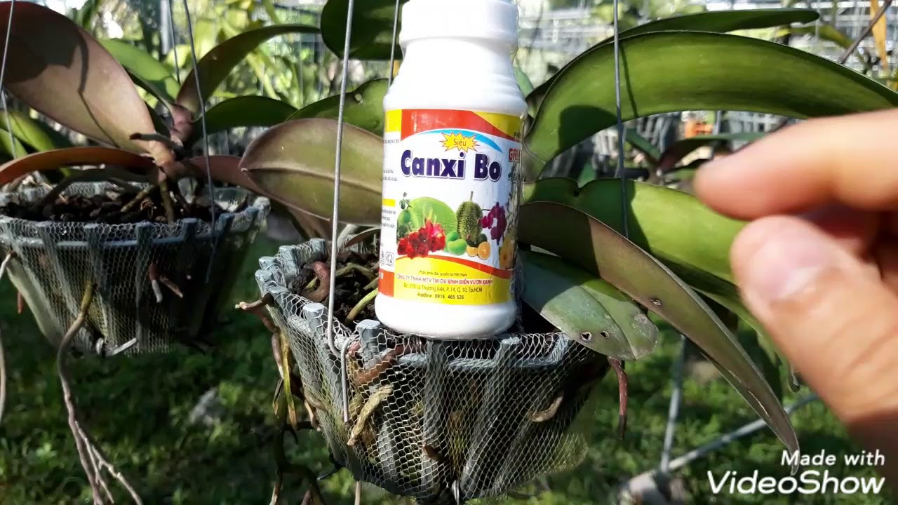Dưỡng ngồng hoa lan hồ điệp chơi tết 3/12/2020 (0906.01.3238)