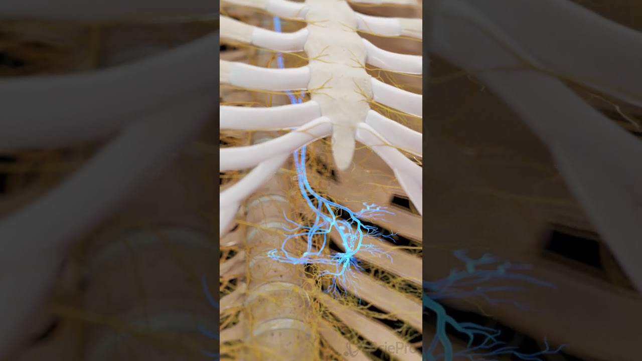 The Vagus Nerve in 3D | Anatomy Animation