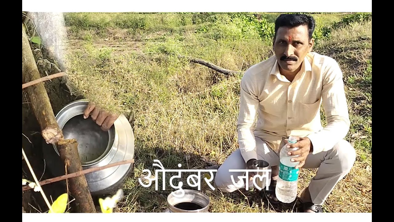 औदुंबर   ,  उंबर