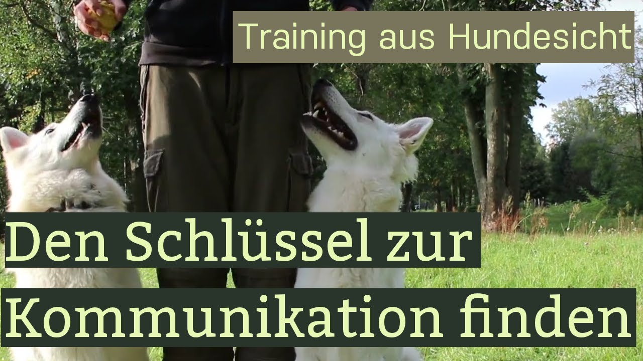Den richtigen Schlüssel zur Kommunikation mit dem Hund finden #Hundetraining