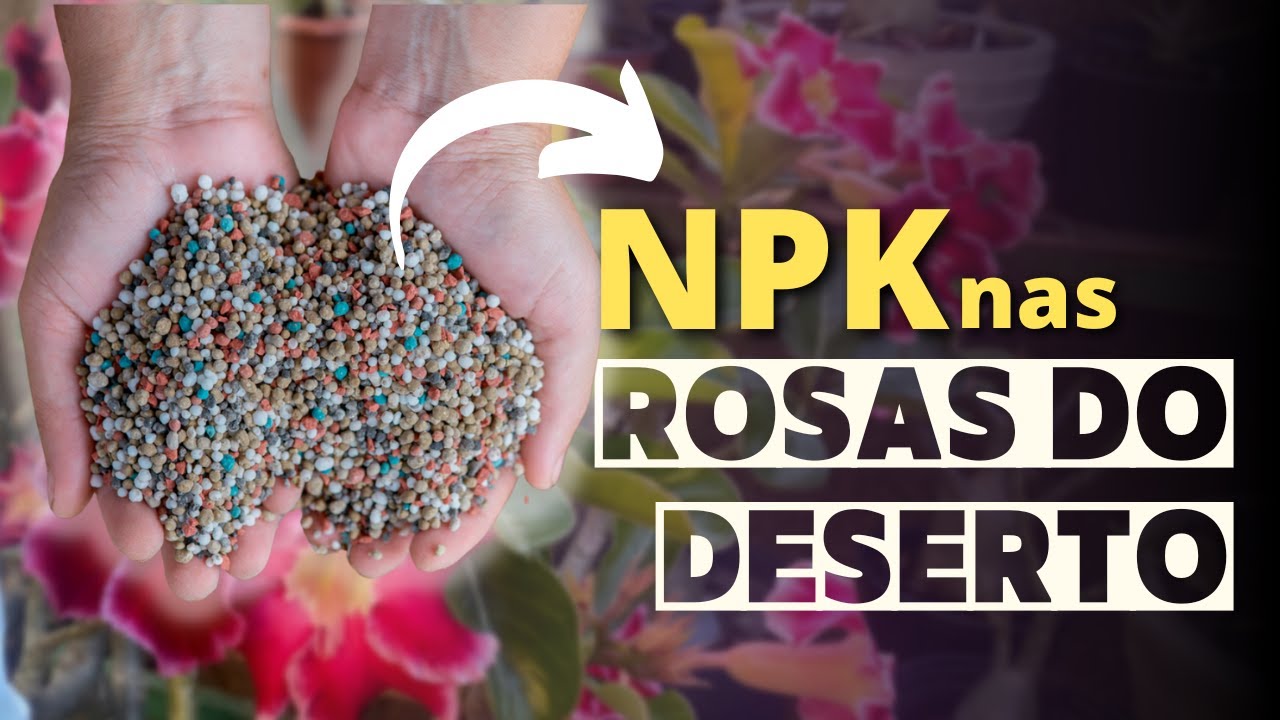 Como usar o NPK nas Rosas do Deserto?
