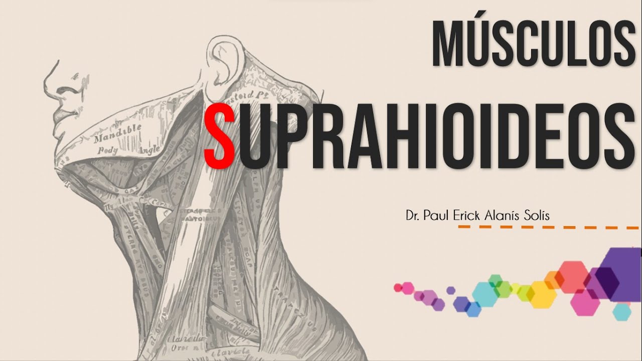 Músculos suprahioideos