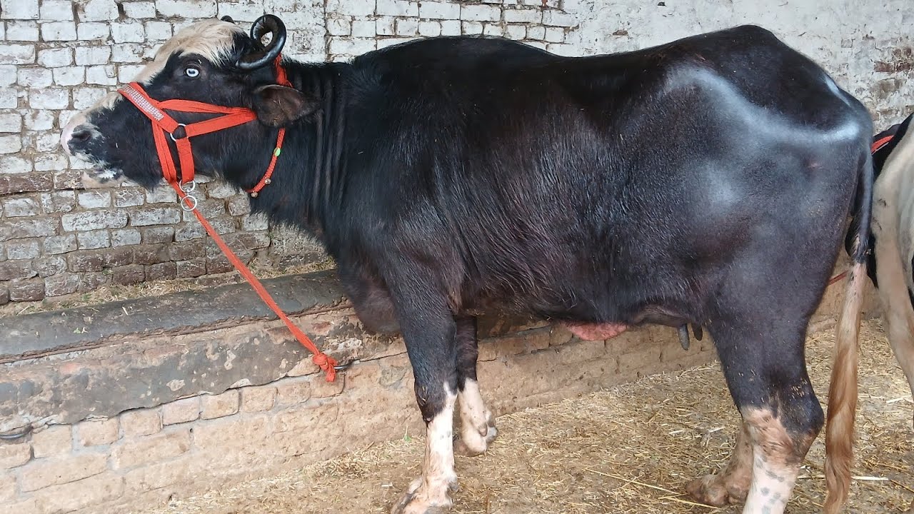 Contact,9888106784 nili ਰਾਵੀ ਝੋਟੀ 10 ਕਿਲੋ dudh ਤਿਆਰ20 ਕਿਲੋ wali cow#cow#baffalo #automobile#animals 