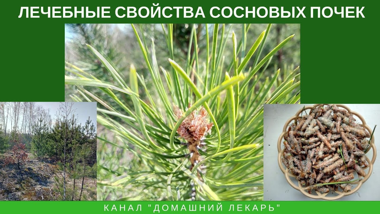 Сосновые почки: лечебные свойства и применение - Домашний лекарь - выпуск №252
