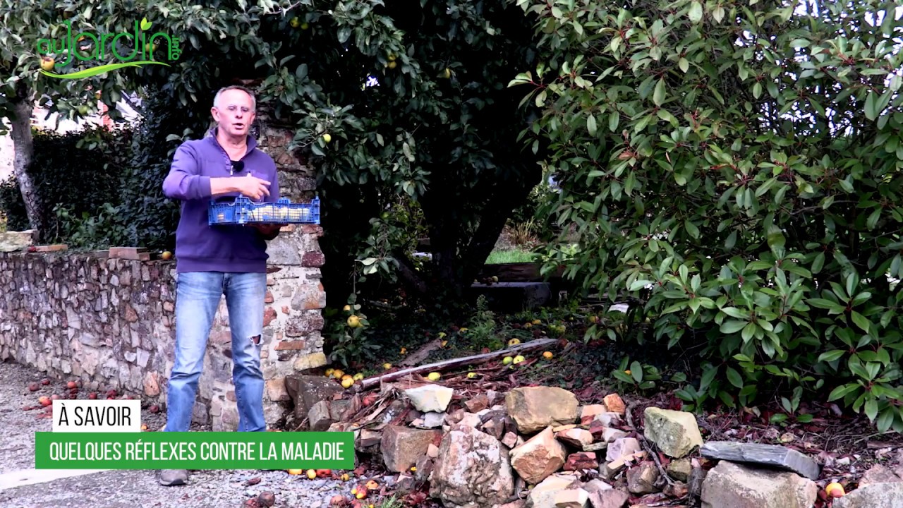 Comment CONSERVER les POMMES et les POIRES ?