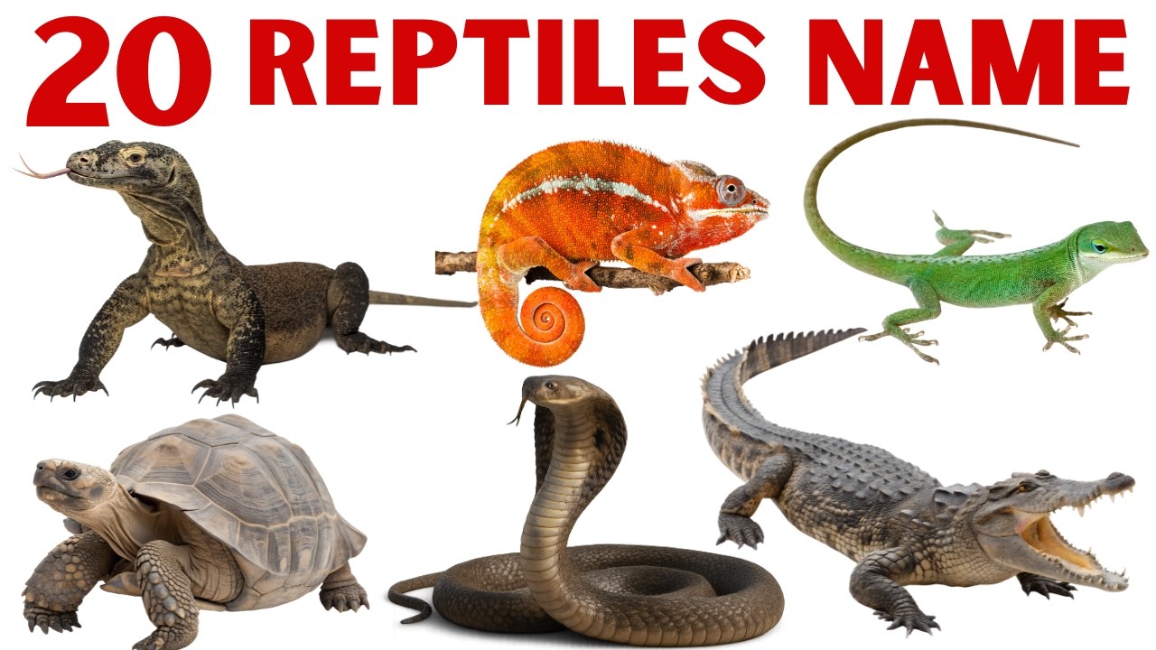 25 Reptiles Name for Kids | Reptiles in Hindi and English | Snake, Crocodile, Turtle Learning Video