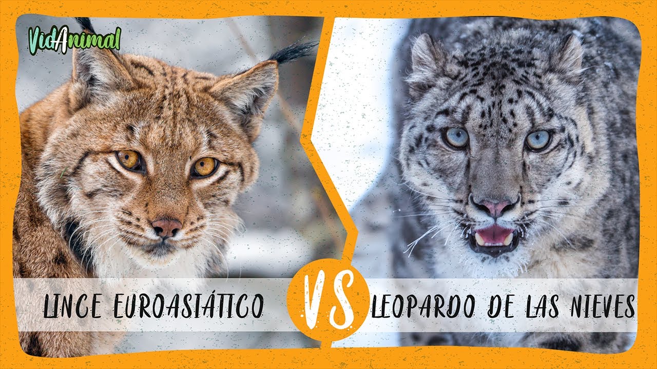 LINCE EUROASIÁTICO  vs LEOPARDO DE LAS NIEVES ¿Cual ganaría?