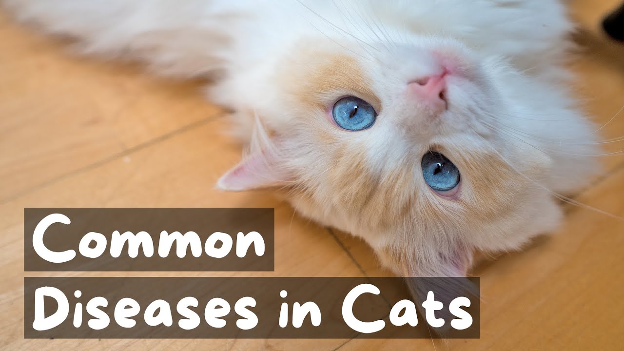 5 распространённых болезней кошек и как к ним подготовиться | The Cat Butler