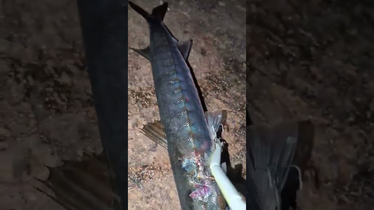 Barracuda pris au leurre Hunt House Stylo-Jointed ! 🎣🔥 (MLP Fishing Alg&eacute;rie)