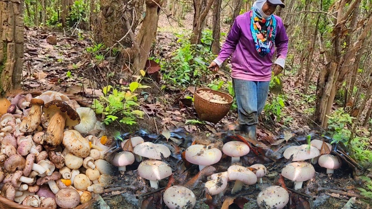 ป๊าดด!!อลังการความหมานเห็ดดอกงามๆหมู่ใหญ่มาก เห็ดตะไค เห็ดผึ้งหวานหมานสุดล้นตะกร้า