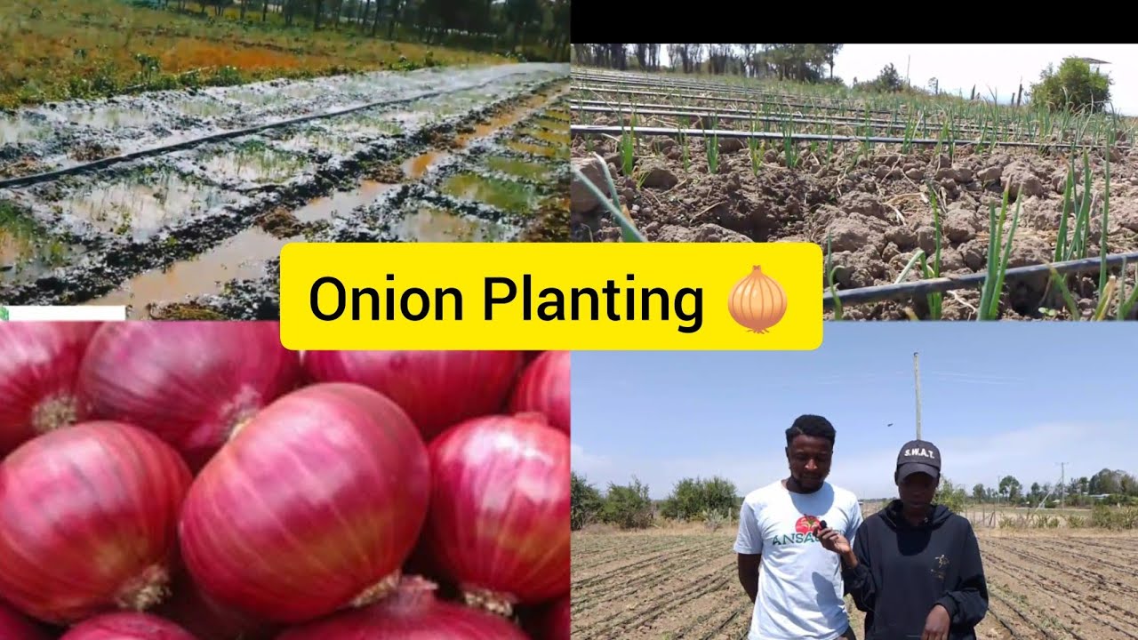 ONION PLANTING.|SPACING.|DRIP IRRIGATION.|YOUTH IN AGRICULTURE.| KENYA. #022