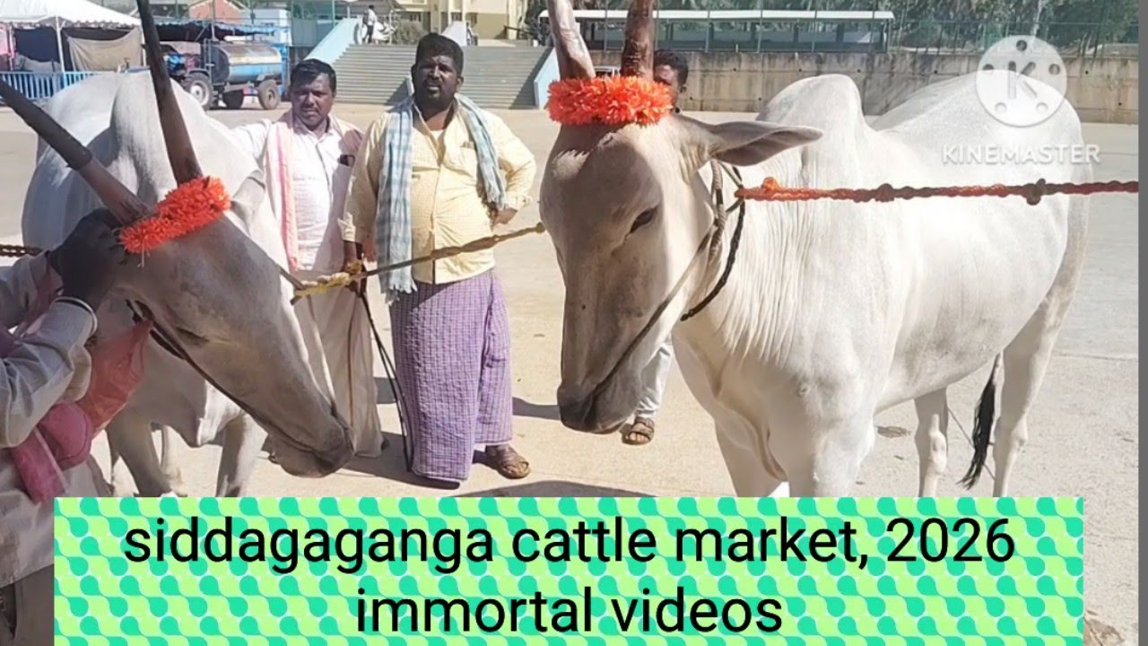 ಅವಿಸ್ಮರಣೀಯ ವಿಡಿಯೋ ಸಿದ್ಧ ಗಂಗಾ ದನಗಳ ಜಾತ್ರೆ ಯಲ್ಲಿ ಚಿತ್ರೀಕರಣ@ Indian hallikar
